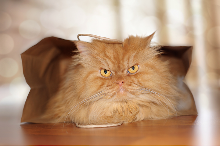 mymodernmet:  Meet Garfi, the worldâ€™s angriest cat. The seemingly wrathful