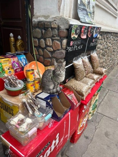 catasters: