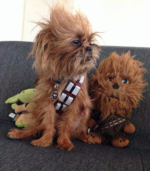 tastefullyoffensive:  My friend’s dog won 3rd place at a Petco Star Wars contest.