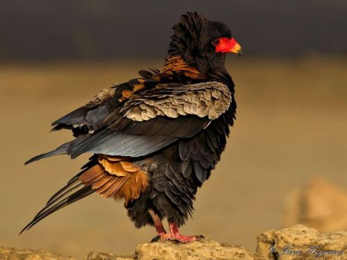 end0skeletal: The bateleur eagle is endemic to Africa and small parts of Arabia. It is a medium-size