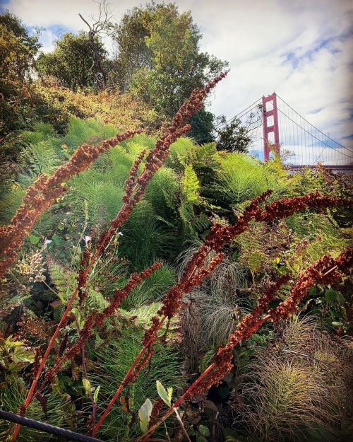 Towers  (at Golden Gate Bridge) https://www.instagram.com/p/CSLdZgtrWjbXd4PfvPUXRAeeBdOVkeVht4S8_c0/?utm_medium=tumblr