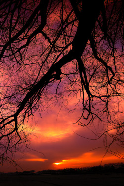 heaven-ly-mind:  Trees of life 