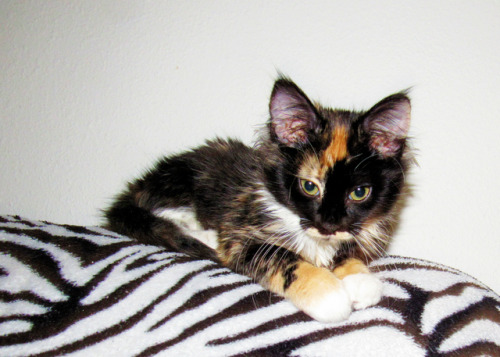 pretty missy 