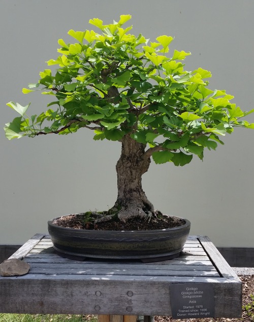 bonsaiexperiment: Ginkgo bonsai, Ginkgo biloba, informal upright style Matthaei Botanical Gardens