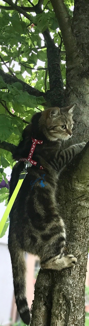 naturelvr69likes:  samirafee:  #MAJA🐾🐈🌳I told myself a long time ago:  THE