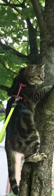 naturelvr69likes:  samirafee:  #MAJA🐾🐈🌳I told myself a long time ago:  THE BOTTOM WAS TOO CROWDED…(destinationiman.com)@samirafee  @mostlycatsmostly 