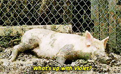 :  don’t name (or know the name of) something you’re going to eat kill later