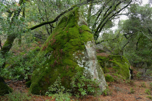 XXX 90377:  Rattlesnake Rocks, covered with lichen photo