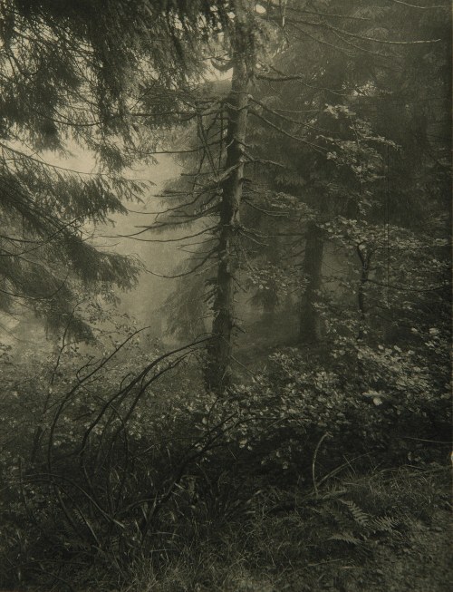 Josef Sudek - Untitled (forest), 1948