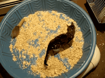 gifsboom:  Kitten vs. Hedgehog. [video] 