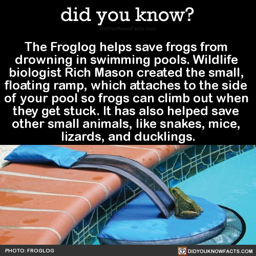 widgetthecatsghost:did-you-kno:The Froglog helps save frogs from drowning in swimming pools. Wildlif