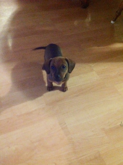 gamzee-the-shitclown: this is the puppy were keeping I don’t have a name for her yet though