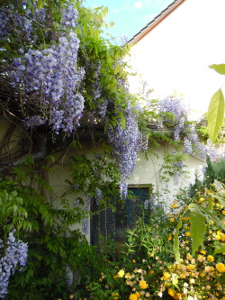 kusstherapie:  Wisteria - 14/05/2015