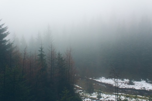 dpcphotography:In the thick of it 🌲☁️  D:
