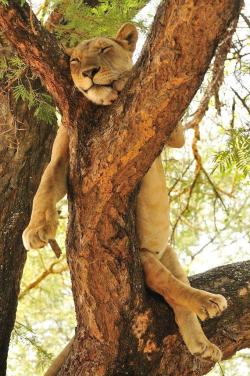 llbwwb:  Just a lion relaxing in a tree ~