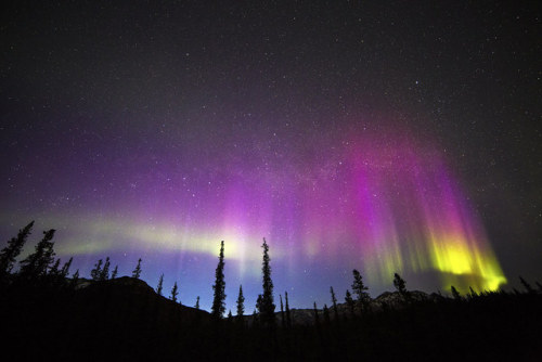 The Aurora Borelis Over Denali National Park, Alaska.