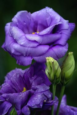 flowersgardenlove:  ✯ Lisanthus Beautiful