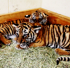 babyanimalposts:  feeling sad? you need this blog on your dash!  Aww baby tigers
