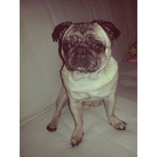 ilovepugs4ever:  Follow Dog Quotes. 