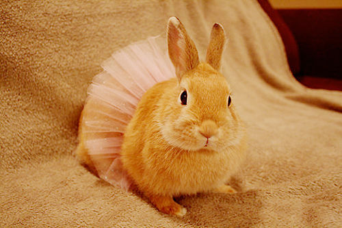 XXX Cheer Up Post #1600 - Bunnies Edition photo