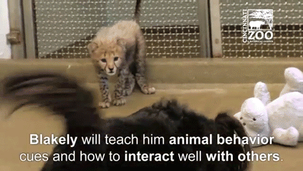 sizvideos:  This cheetah cub’s best friend is a dog - Full video 