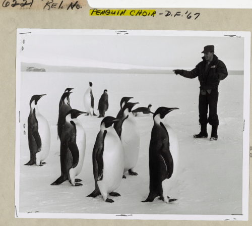 Emperor Penguin Chicks Huddle In San Diego, After Being Flown From Antarctica, To Be Part Of A NSF Study