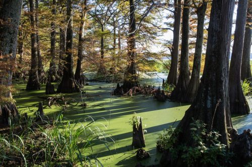 Overwatch 2 Maps: The Bayou