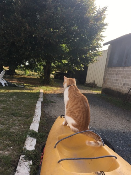 pastelgrungedjh:so i edited a photo of my cat on canoe onto a photo of the river and my mum put it o