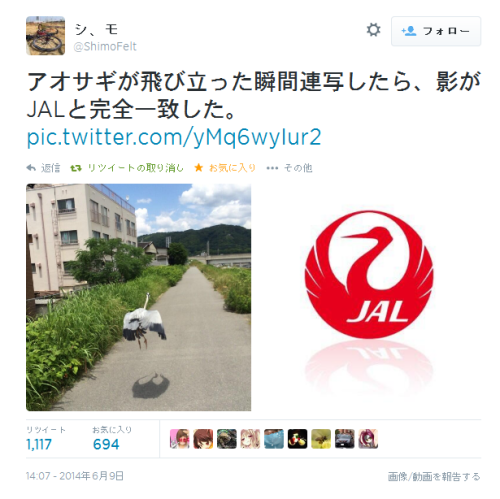 urokuzu: Twitter / ShimoFelt: アオサギが飛び立った瞬間連写したら、影がJALと完全一致した …