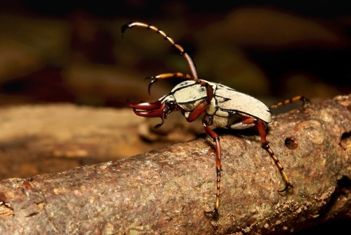 sinobug:Male Elk-horn Scarab (Dicronocephalus wallichi, Cetoniinae, Scarabaeidae)by Sinobug (itchydo