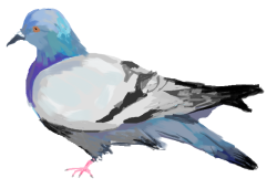 just-a-useless-lesbian: maghrabiyya:  maghrabiyya:  maghrabiyya:  maghrabiyya:  maghrabiyya:  i drew a pigeon on ms paint when my internet stopped working do you guys like it  i drew pigeon some papaya to eat  I drew pigeon a friend he brings kiwi   crow