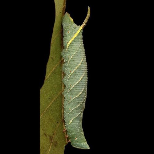 This Amorpha juglandis from Texas is blue! Also known as the Walnut Sphinx, these larvae are usually green, or rarely yellow and pink, but I haven’t seen blue before! This very rough looking larva will hiss and squeak at you when it feels disturbed....