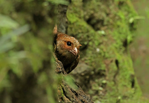 ainawgsd: Oilbird The oilbird (Steatornis caripensis), locally known as the guácharo, is a bi