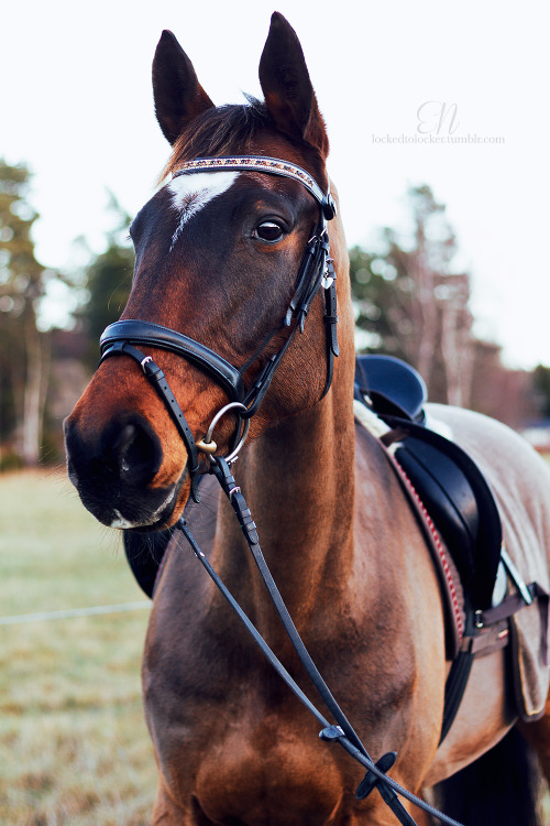 Pralin in her new browband from PS of Sweden