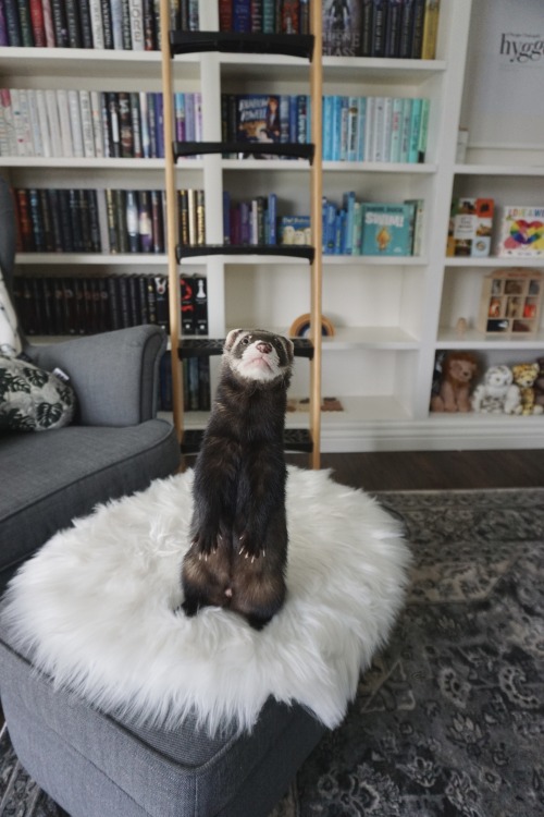 I’m totally tall enough to climb the ladder, mum, just let me try! 