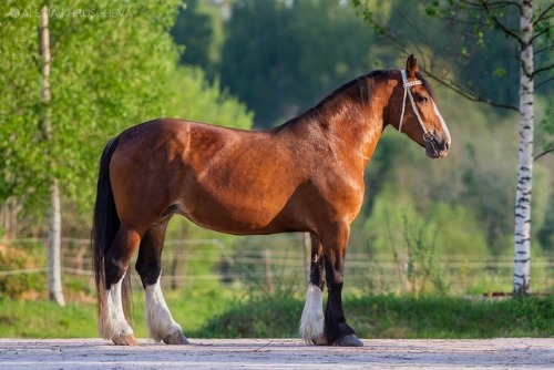 russianhorses: Vladimir Heavy Draft mare Golubka (”Dove”)