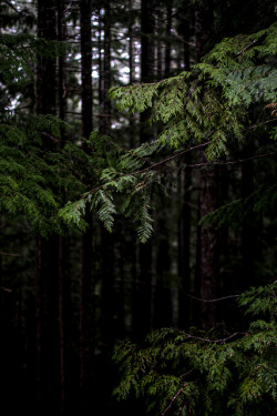 wistfullycountry:  Deep Dark Woods by The Noisy Plume on Flickr. 