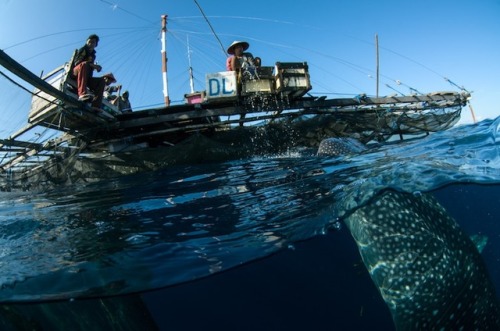 donutdoxy: mymodernmet: Majestic Whale Sharks adult photos