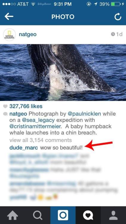 hyruleslaziest:  officialfrenchtoast:  amazing   Omg Wtf #jealous #whale #instagram #Whitegirls #fish #mammals