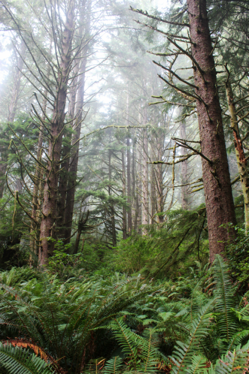 bright-witch:Persephone’s Sanctuary◈ Pacific Northwest photography by Michelle N.W. ◈ ◈ Print 