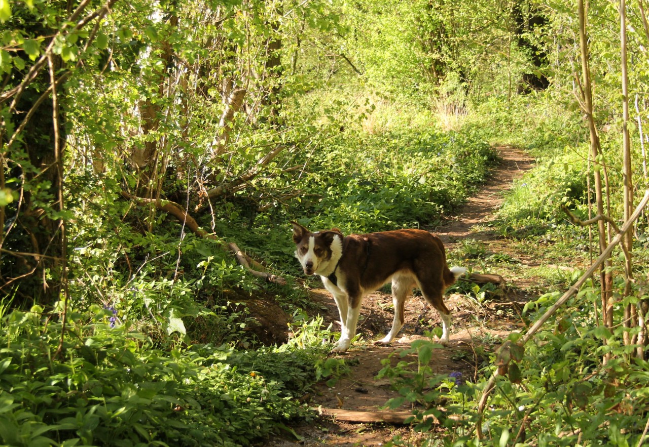 5th May I’d planned on a woodland walk but Flynn kept asking if we could go play in the orchards & crop fields (1st pic, he’