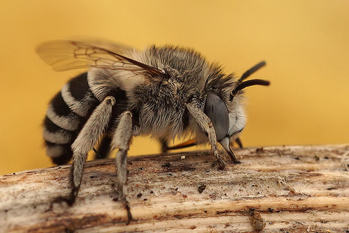 libutron:  Flower Bee - Anthophora bimaculata  Anthophora bimaculata (Hymenoptera - Apidae) is an European solitary bee that nests in holes in the ground or crevices, often forming large aggregations. References: [1] - [2] - [3] Photo credit: ©Henk
