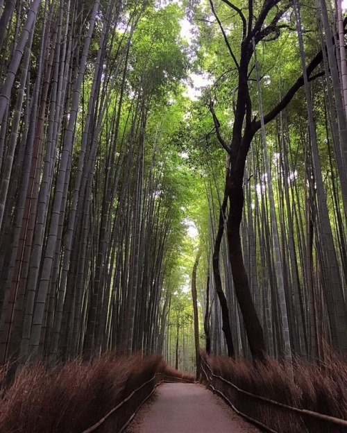 El bosque de bambú de #Arashiyama, en #Kioto, es uno de esos lugares que te hacen darte cuent