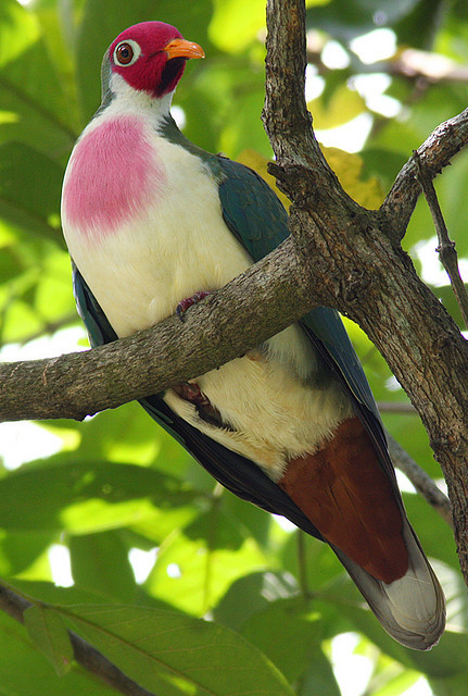 fairy-wren:  Jambu Fruit Dove (Ptilinopus jambu) males, SE Asia Photos by Dave Irving