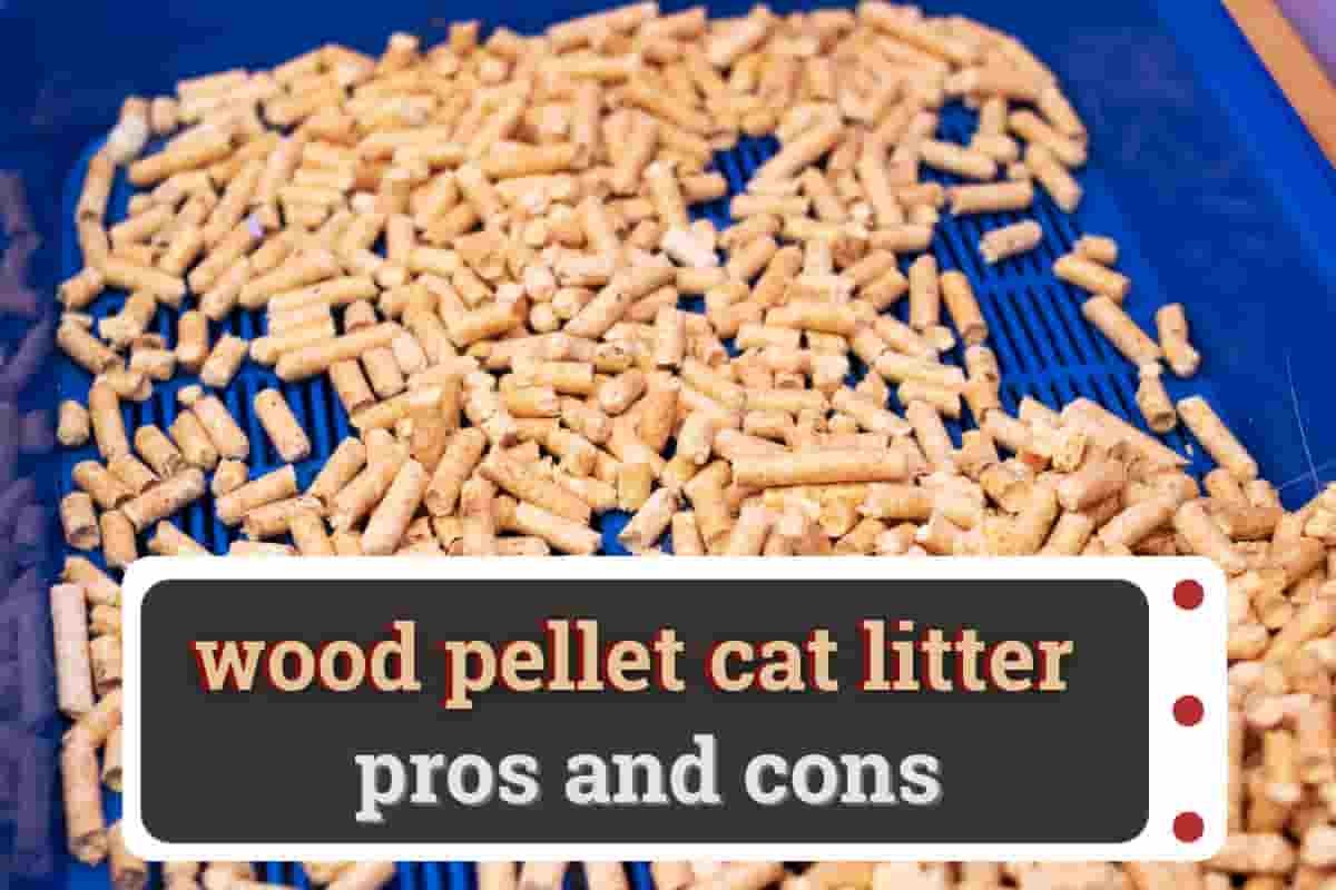 besthealth — wood pellet cat litter pros and cons and How To...