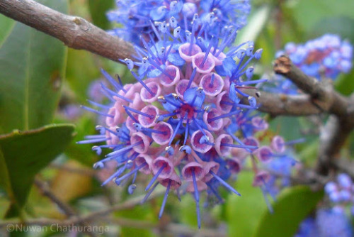 Ironwood tree - Memecylon umbellatumAlso referred to as Delek Air tree, Memecylon umbellatum (M