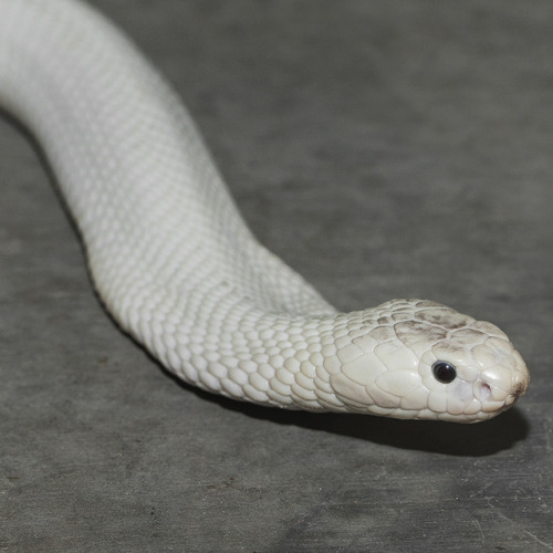 To sssselebrate Sssserpent Day we’re throwing it back to 2014 when a leucistic monacled cobra 