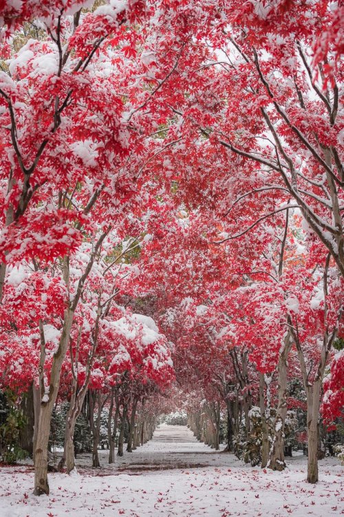 neo-japanesque:   dress up photo by  Hiroshi Tanita red japanese mapls (紅葉 momiji) tunnel covered with snow sapporo city, hokkaodo, japan 