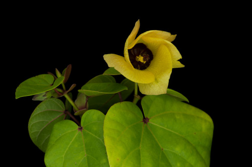 Hibiscus tiliaceus is a widespread member of the mallow family commonly found by beaches as its many