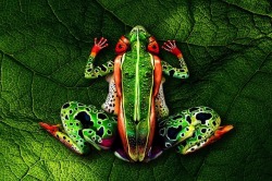 asylum-art:  Stunning serie body painted